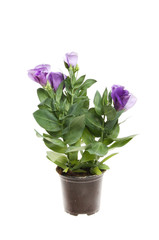 Naklejka na ściany i meble Flowering Eustoma plant