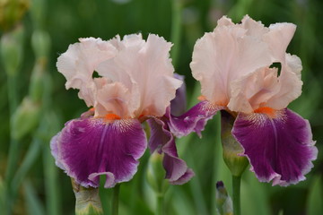 Two blooming iris flowers in the garden close up 