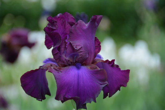 Fototapeta Beautiful dark violet iris in the garden 