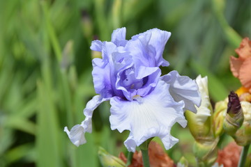 Beautiful blue iris flower in the garden 