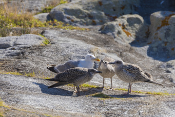Gull chicks with mother.