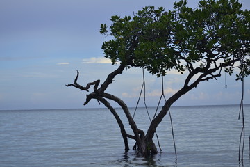 Mangroove