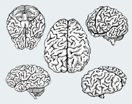Hand drawn human brains. Vector illustration.