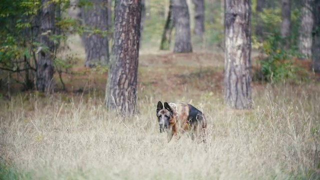 Young woman playing with a shepherd dog in autumn forest - runs for the thrown stick, slow motion