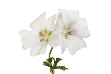 Naklejka na ściany i meble Two white Geranium flowers