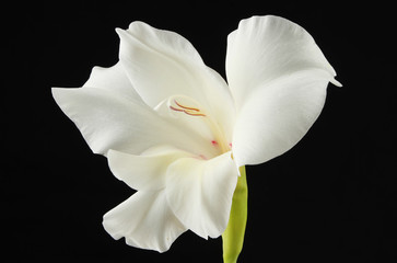 Naklejka na ściany i meble White Gladiolus flower