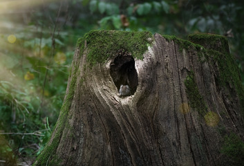 Mouse sitting on the edge of his home