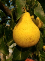 Груши на ветви