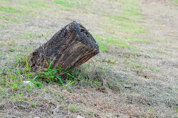 Old wooden stump in forest