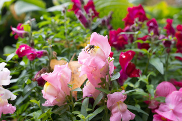 bee and set of flowers