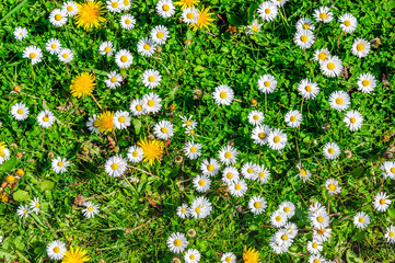 Closeup of pasture in the spring season seen from above