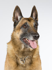 Malinois portrait. The dog breed is Belgian shepherd dog. Image taken in a studio.