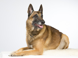 Malinois portrait. The dog breed is Belgian shepherd dog. Image taken in a studio.