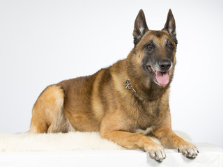 Malinois portrait. The dog breed is Belgian shepherd dog. Image taken in a studio.
