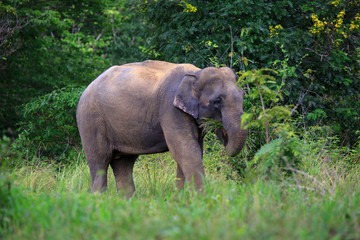 Asian elephant