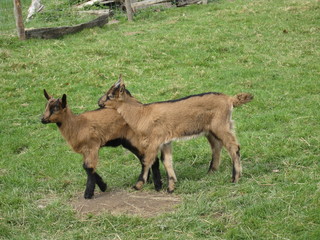 Chevreaux (jumeaux)