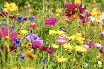 Grußkarte - bunte Blumenwiese - Sommerblumen