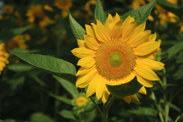Sunflower closeup background and texture