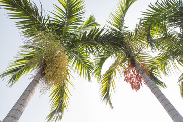Betel nut palm or Betel Nuts on tree.  