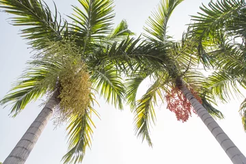 Photo sur Plexiglas Palmier Betel nut palm or Betel Nuts on tree.  