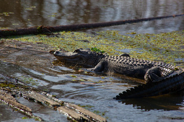Alligator in bayou.