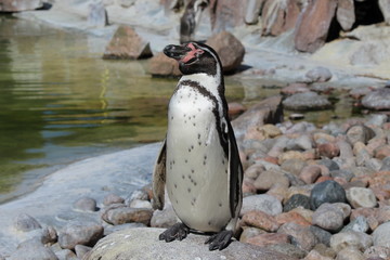 Pinguin
