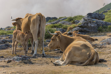 Calf suckling mother.