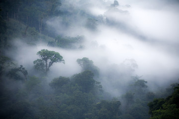 Obraz premium Mglisty las deszczowy