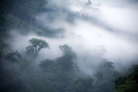 Fototapeta Misty rainforest