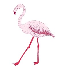 vector sketch of a flamingo. hand drawn illustration