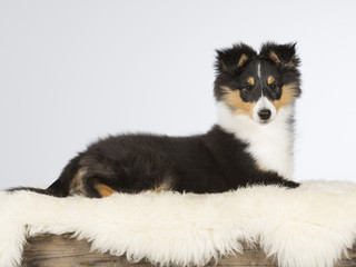 Fototapeta premium Shetland sheepdog puppy portrait. The dog is 12 weeks old. Image taken in a studio.