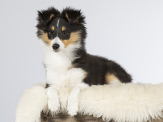 Shetland sheepdog puppy portrait. The dog is 12 weeks old. Image taken in a studio.