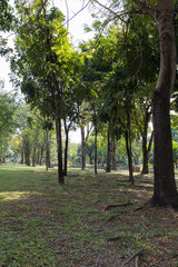 Fototapeta na wymiar Garden landscape.,Phra Nakhon Park Lat Krabang 