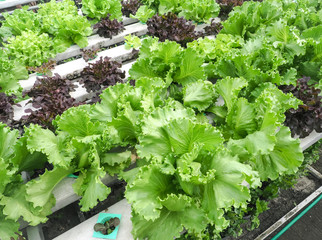 Organic lettuce at hydroponic farm. Food concept 