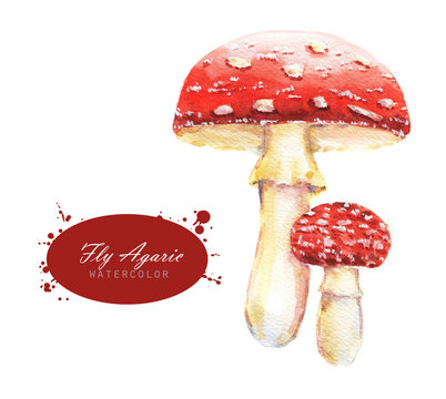 Hand-drawn watercolor illustrations of the fly agaric. Botanical mushrooms drawing isolated on the white background.