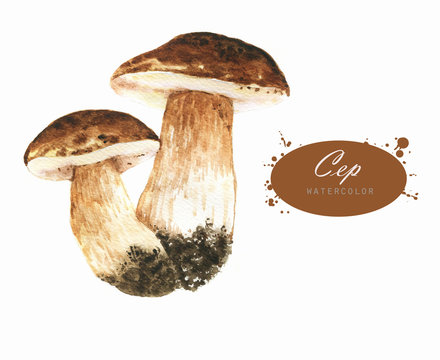 Hand-drawn watercolor illustrations of the ceps. Botanical mushrooms drawing isolated on the white background.