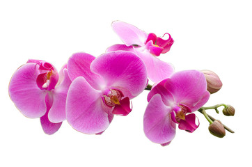 Fototapeta na wymiar pink stripy phalaenopsis orchid isolated on white
