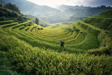 Rice fields Mu Cang Chai, Vietnam
