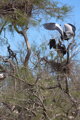 Héron cendré en Camargue - Pont de Gau