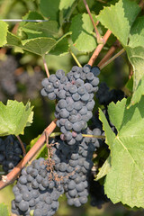Weintrauben