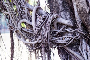 Background of old tree roots