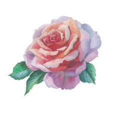 Obraz premium Wildflower rose flower in a watercolor style isolated. Full name of the plant: rose, hulthemia, hesperrhodos, rosa. Aquarelle flower could be used for background, texture, pattern, frame or border.