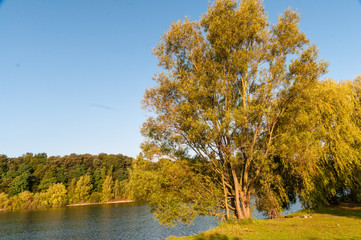 8068 Köln - Fühlinger See - Kopfweide