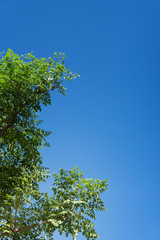 Fototapeta premium Clear blue sky background.