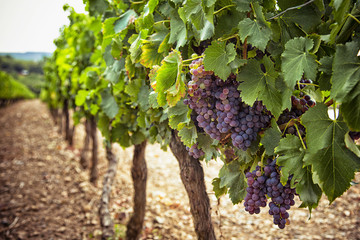 Fototapeta premium Vine