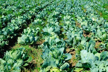 fresh green cabbage on a field