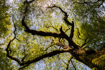 Obraz premium Hyrcania Forest, Mazandaran, Iran