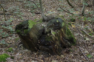 Arbre tronqué