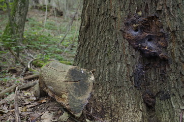 Composition naturelle