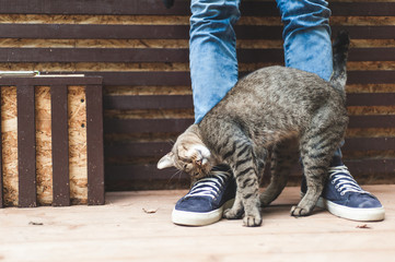 Fototapeta premium Paski szary kot pieszczący na męskich nogach